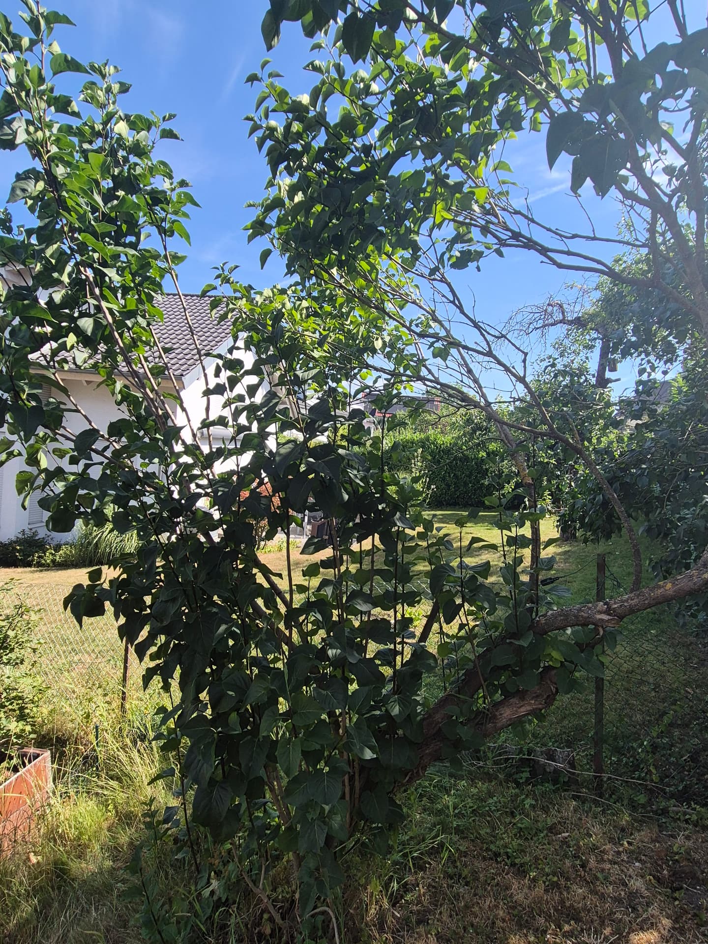 Gehölz- & Baumschnitt – vorher