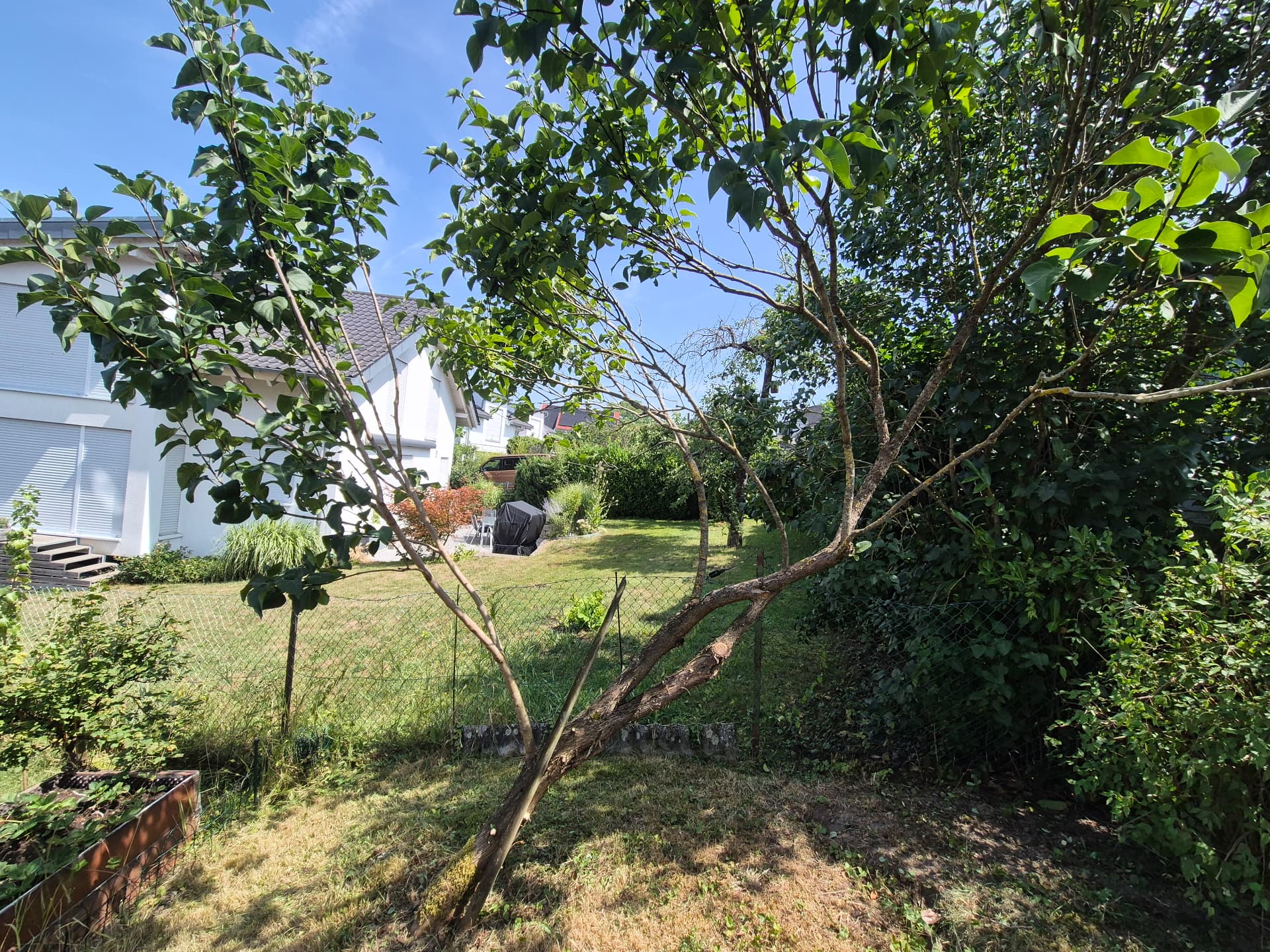 Gehölz- & Baumschnitt – nachher