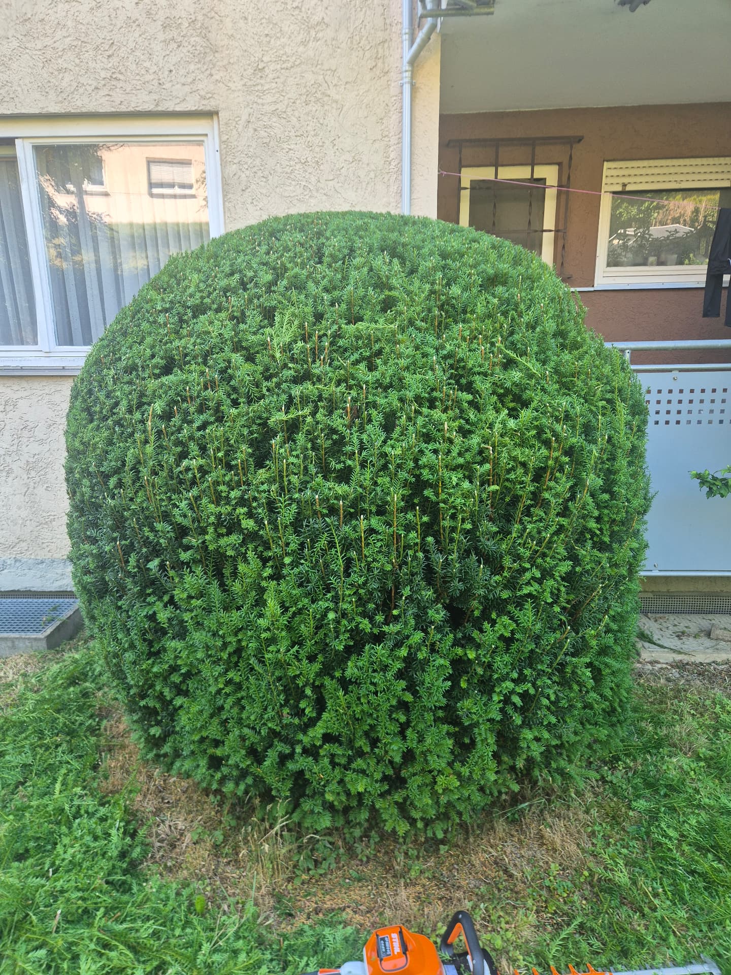 Formschnitt Strauch – nachher